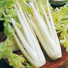 SEDANO GIGANTE DORATO GR.50